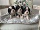 Magnifique chiot cavalier king charle disponible 