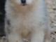 Annonce chiot berger australien 