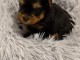 Je donne chiot Yorkshire terrier femelle 