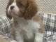 Je donne chiot cavalier king charle 