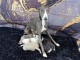 Chiot whippet a &eacute;t&eacute; v&eacute;rifi&eacute;e 