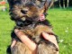 Adorable chiot Yorkshire femelle 