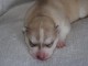 Chiot husky sib&eacute;rien &agrave; donner 