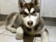 Je donne chiot husky sib&eacute;rien adorable 