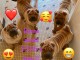 Dons b&eacute;b&eacute; chiot shar pei a donner 