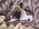 &Agrave; adopter chiot bouledogue fran&ccedil;ais 