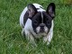Magnifique chiot bouledogue fran&ccedil;ais 