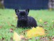 Je donne chiot bouledogue fran&ccedil;ais 