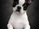 Chiot boston terrier A donner 