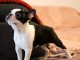 Adoption chiot boston terrier 