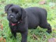 chiot type labrador retriever disponible 