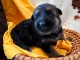 Magnifique chiot berger allemand 