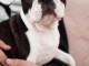 Magnifique chiot boston terrier femelle 