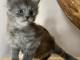 Je donne chaton Maine coon femelle 