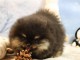 adorable chiot spitz allemand pour compagnie 