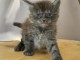 je donne chaton Maine coon 