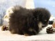 magnifique chiot spitz allemand 