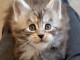 je donne chaton Maine coon femelle 