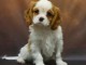 &agrave; donner chiot cavalier king charle disponible 