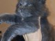 &agrave; adopter chaton maine coon disponible 