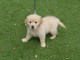 chiot golden retriever m&acirc;le a donner 