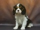 je donne chiot cavalier king charle disponible 