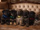 port&eacute;e des petits chiots berger allemand disponible 