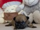 Adorable chiot bouledogue fran&ccedil;ais 