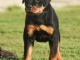 Je donne chiot rottweiler 