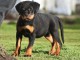 chiot rottweiler &agrave; donner 