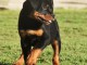 je donne chiot rottweiler urgent 
