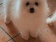 Chiot spitz pour compagnie 