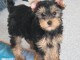 chiot Yorkshire femelle pour adoption 