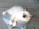 je donne chaton sacr&eacute; birmanie m&acirc;le 