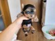 b&eacute;b&eacute; chiot type Yorkshire m&acirc;le a donner 