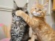 deux chatons maine coon disponible 