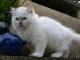 magnifique chaton sacr&eacute; Birmanie &agrave; donner 