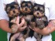 chiot York femelle et m&acirc;le disponible 