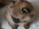 magnifique chiot spitz allemand race pure 