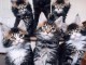 &agrave; adopter chaton maine coon disponible 