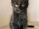 magnifique chaton maine coon m&acirc;le a donner 