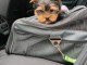 magnifique chiot Yorkshire terrier femelle a donner 