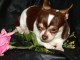 chiot chihuahua femelle a donner 