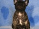 je donne chiot bouledogue fran&ccedil;ais 