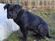 chiot cane Corso disponible 