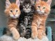 b&eacute;b&eacute; chaton maine coon disponible 