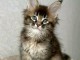 magnifique chaton maine coon m&acirc;le a donner 