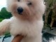 b&eacute;b&eacute; chiot bichon maltais &agrave; donner 