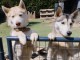 deux chiots type sib&eacute;rien husky m&acirc;le et femelle 