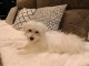 chiot bichon maltais disponible 